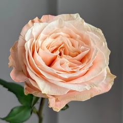 Warm hearted Milk Pastry Rose Plant|暖心奶油酥 image 0