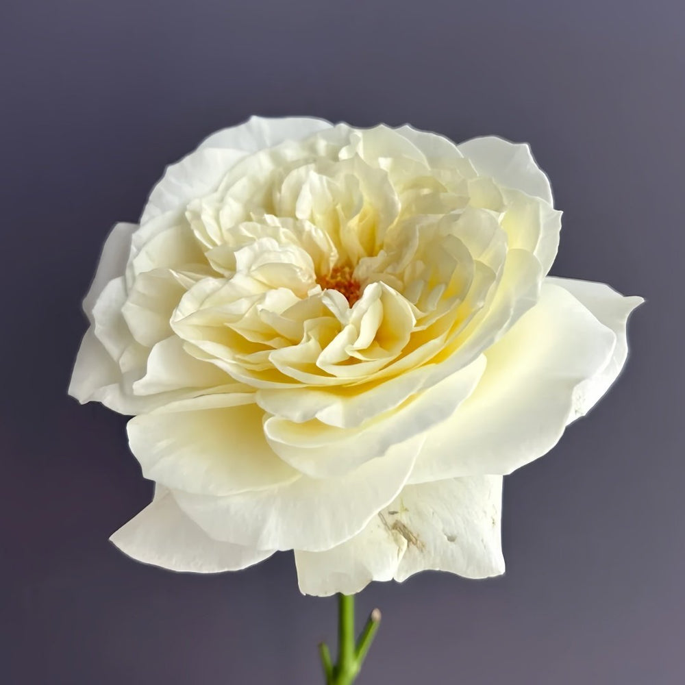 Royal Park Rose Plant｜皇家园林 image 6