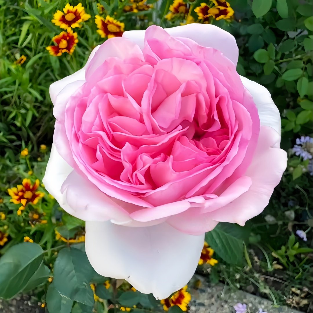 Pretty Karen Rose Plant｜漂亮凯伦 image 2