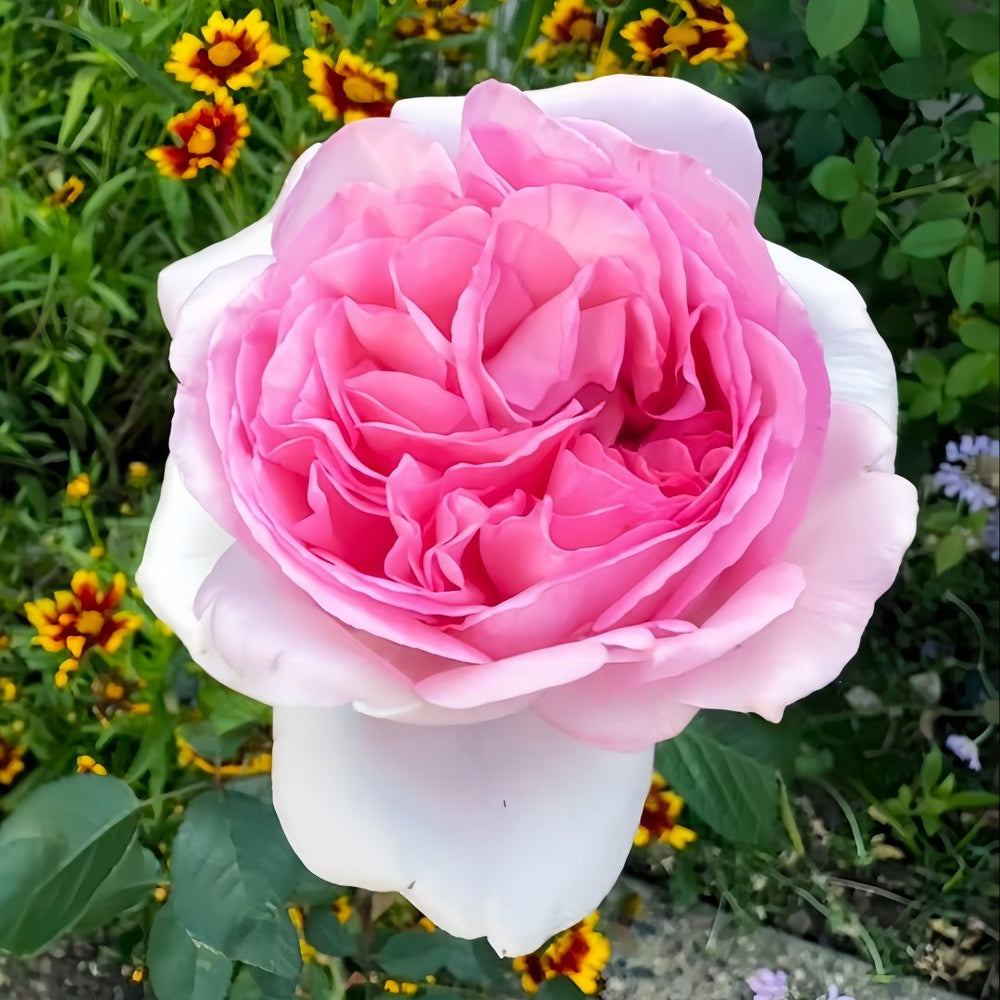 Pretty Karen Rose Plant｜漂亮凯伦 image 2