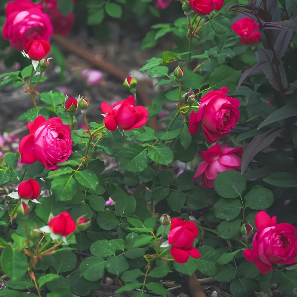 Cybelle Rose Plant｜熹蓓儿 image 7