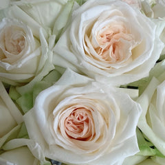 White O′Hara Rose Plant｜白哈娜 image 3