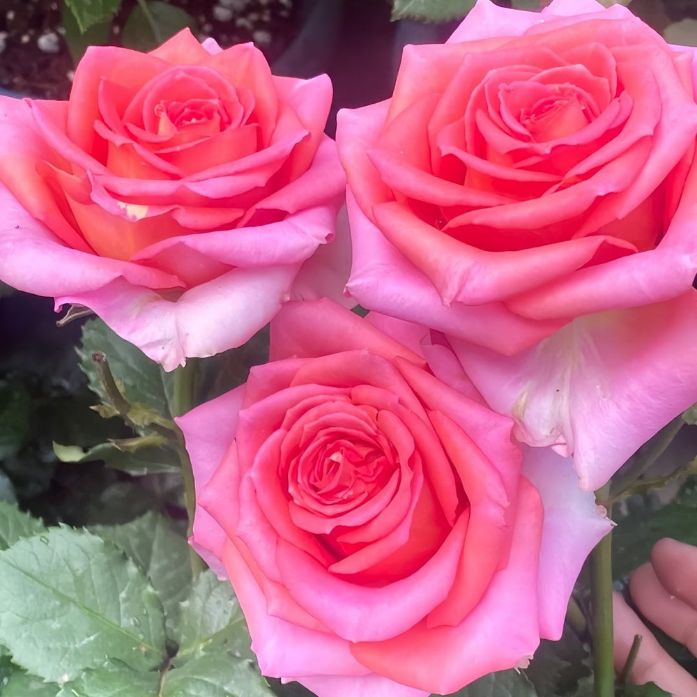 Grande Dame Rose Plant|贵妇人 image 7