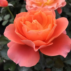 Saturnus King Terazza Rose Plant|土星王阳台 image 3
