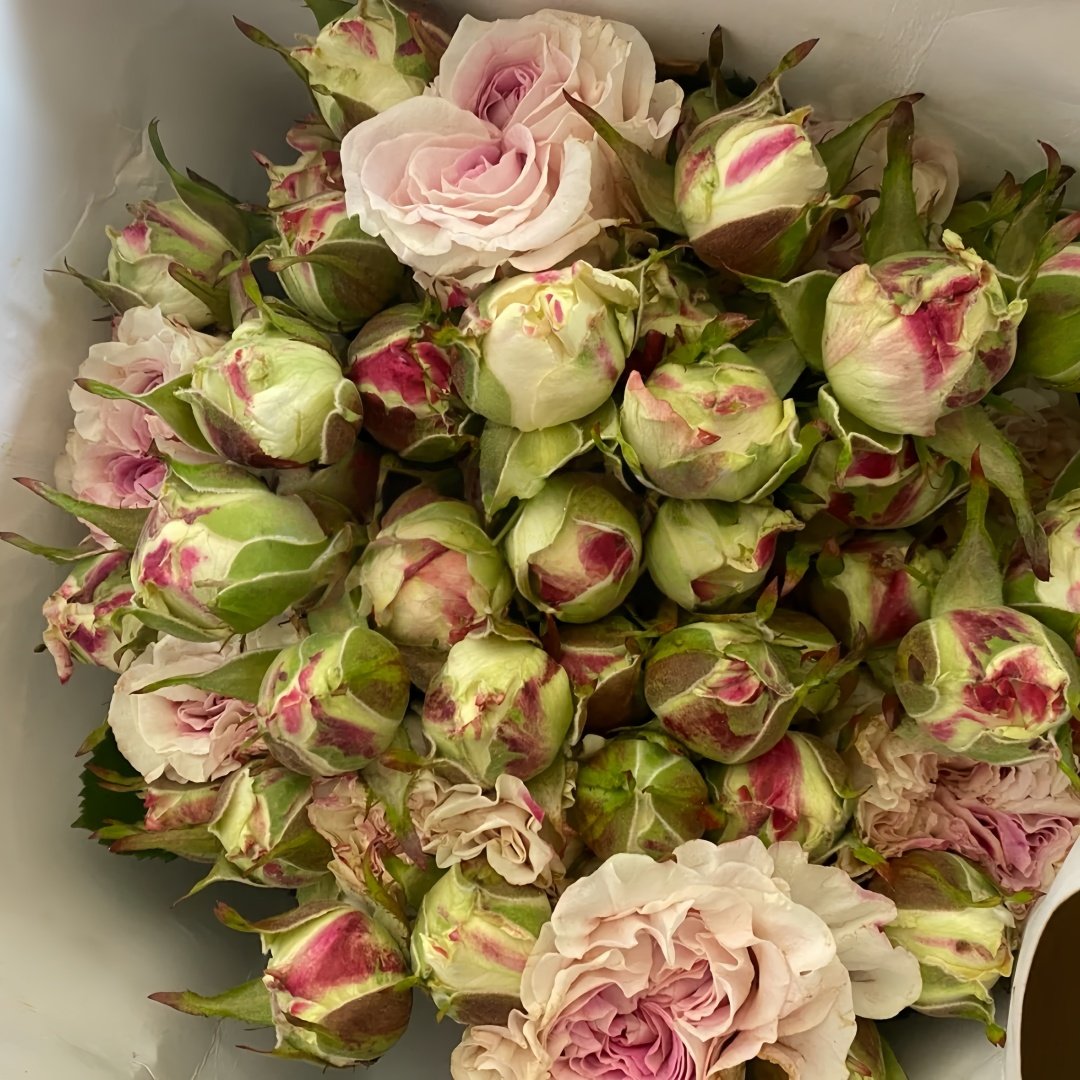 Dolce Summerhouse Rose Plant|道斯山庄/恋恋琴声 image 8