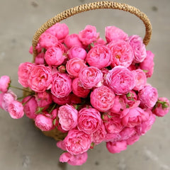 Pomponella Rose Plant|艾拉绒球 image 2