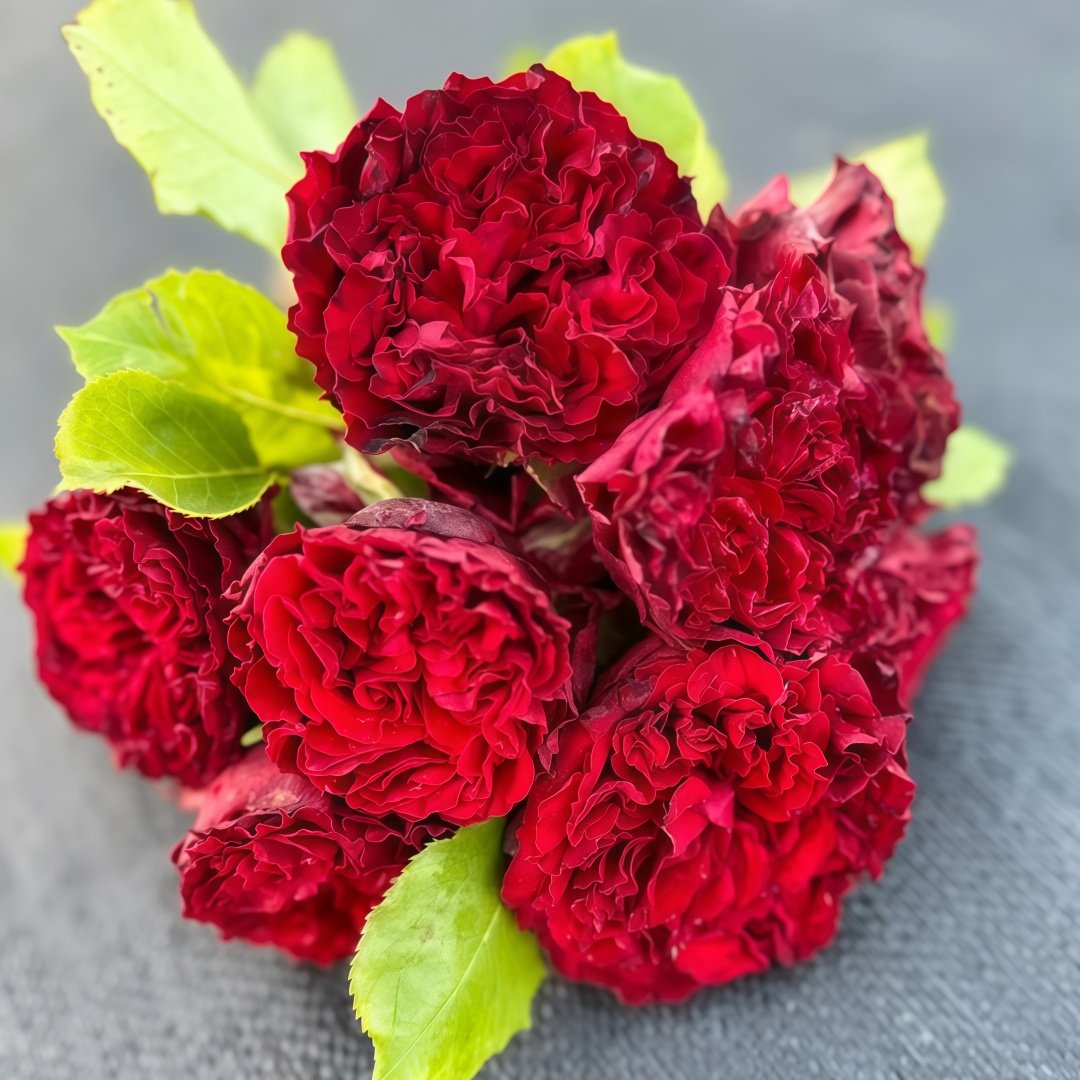 Lovett Rose Plant｜爱之花 image 8