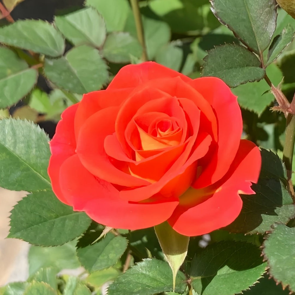 Terrazza Pisce Rose Plant｜双鱼座阳台 image 3
