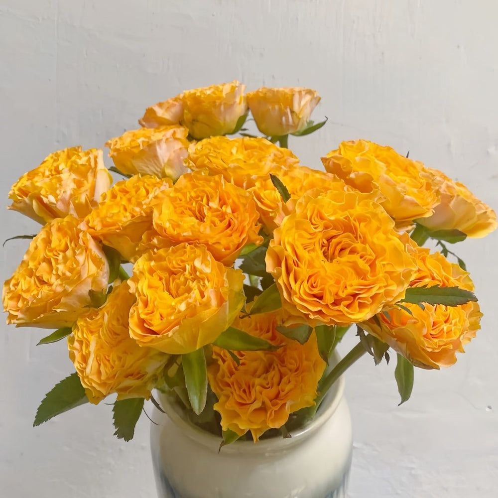 Orange Reeva Rose Plant|橙色风暴 image 9