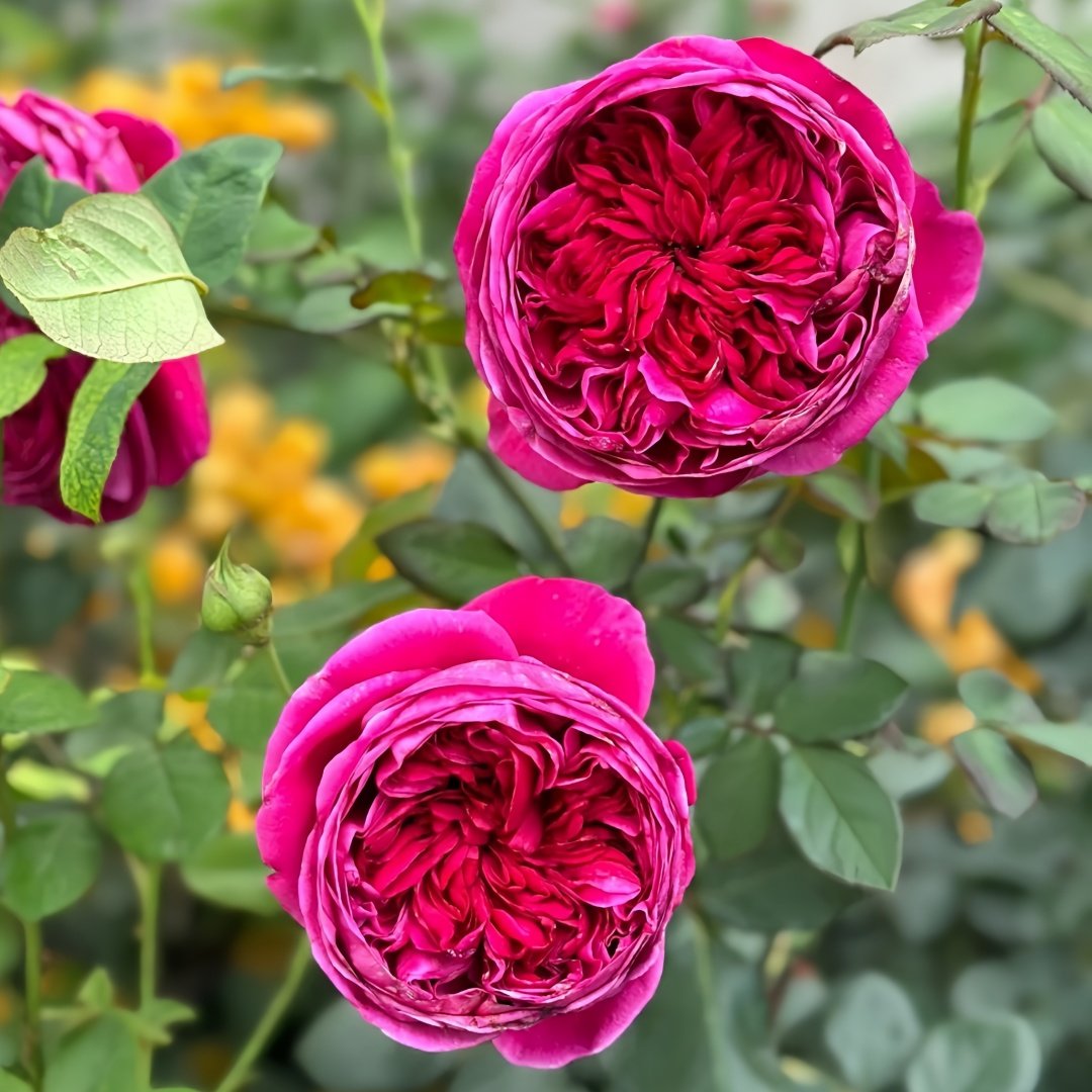Cantina Rose Plant | 伊芙酒窖 image 4