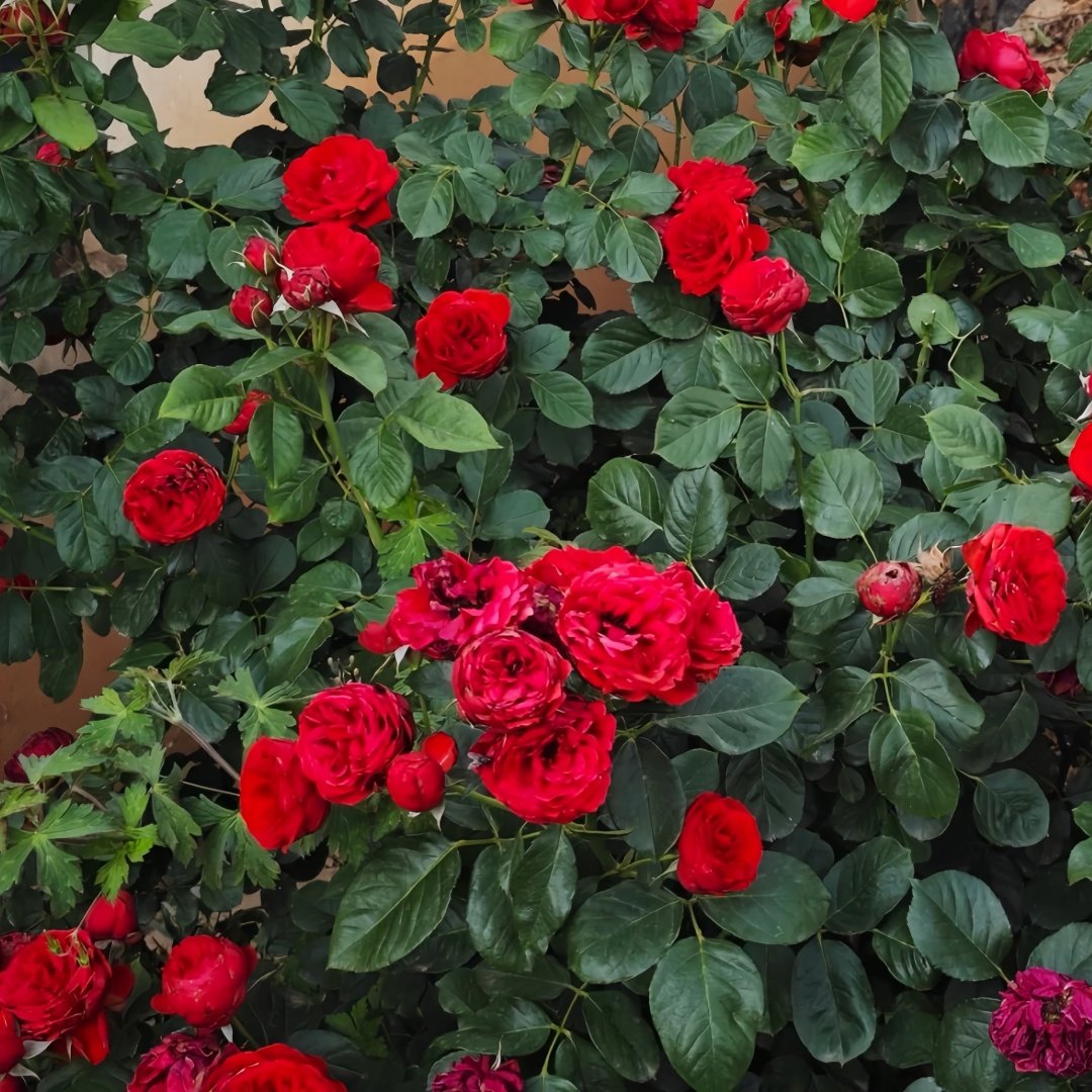Red Apple Rose Plant｜红苹果 image 8