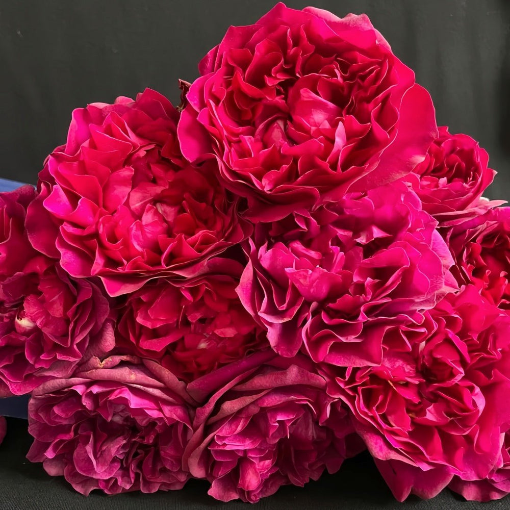 Velvety Twilight Rose Plant｜暮光之城 image 5
