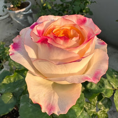 Poetica Rose Plant|诗歌 image 3