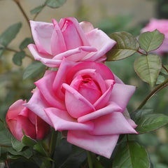 Wedding Bels Rose Plant|婚礼的钟声 image 3