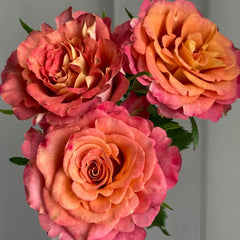 Gypsy Curiosa Rose Plant｜吉普赛猎奇 image 2