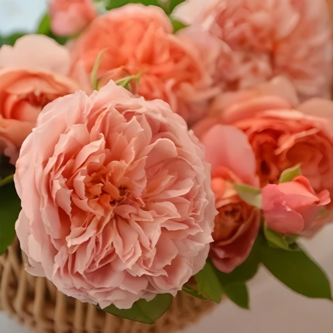 Moulin de la galette Rose Plant｜煎饼磨坊 image 3