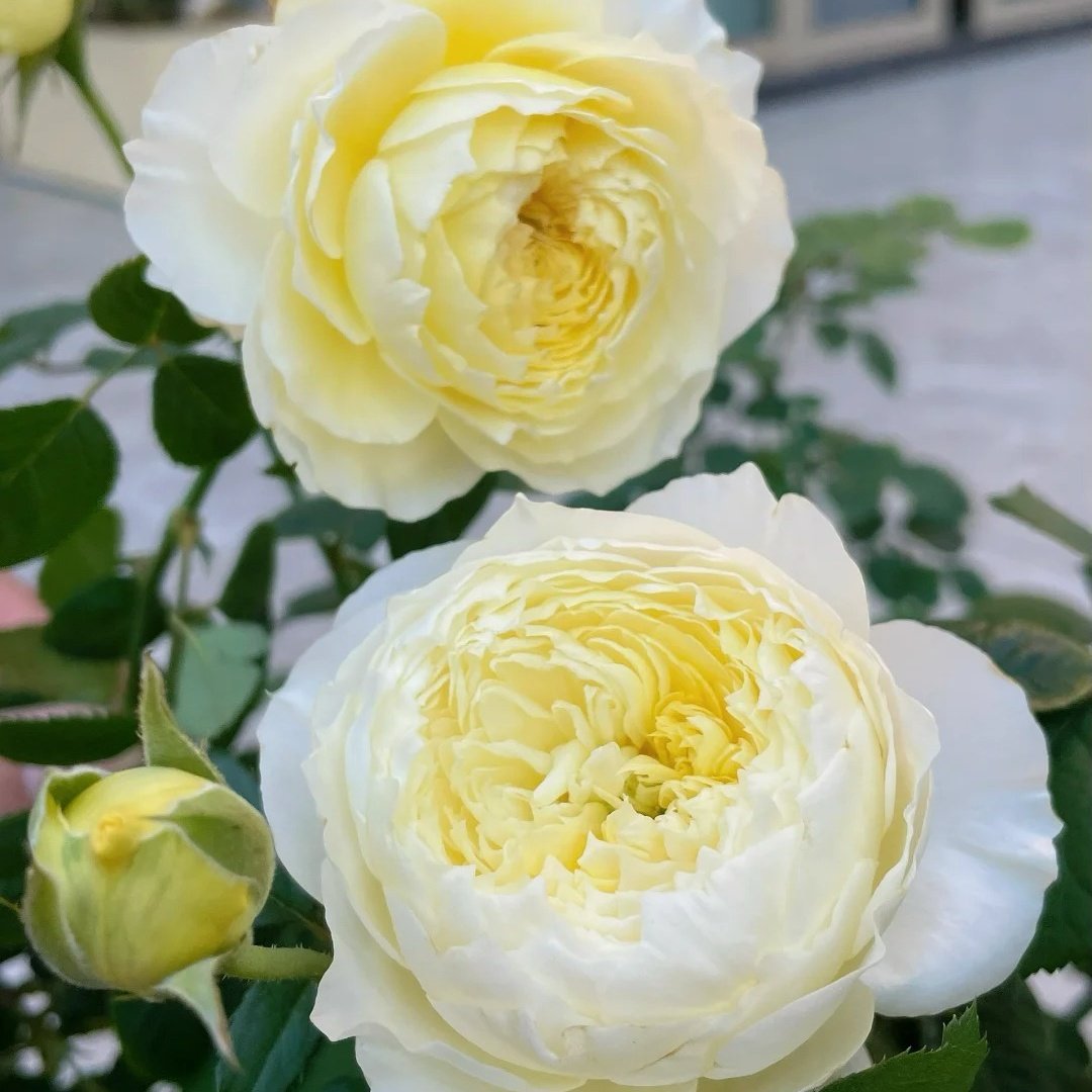 Fuguang Rose Plant | 浮光-Pre-Sales image 2