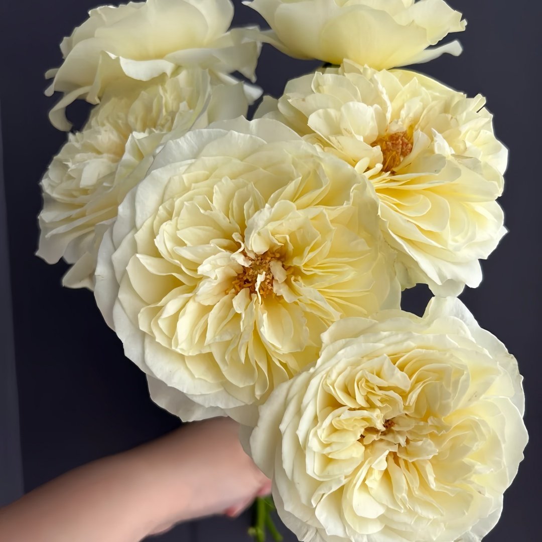 Royal Park Rose Plant｜皇家园林 image 4