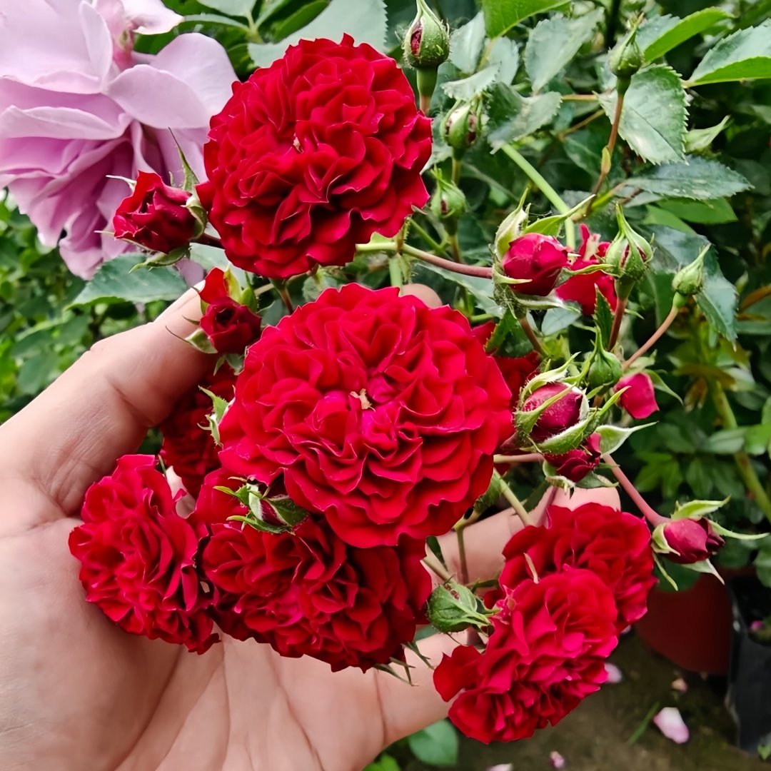Crimson Siluetta Rose Plant|猩红剪影 image 4