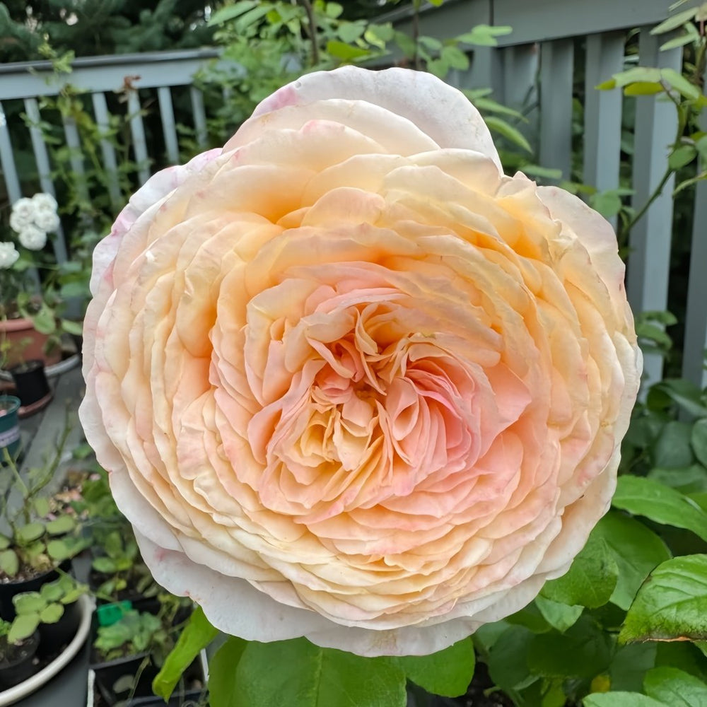 Domaine de Chantilly Rose Plant ｜玫瑰香橙 image 0
