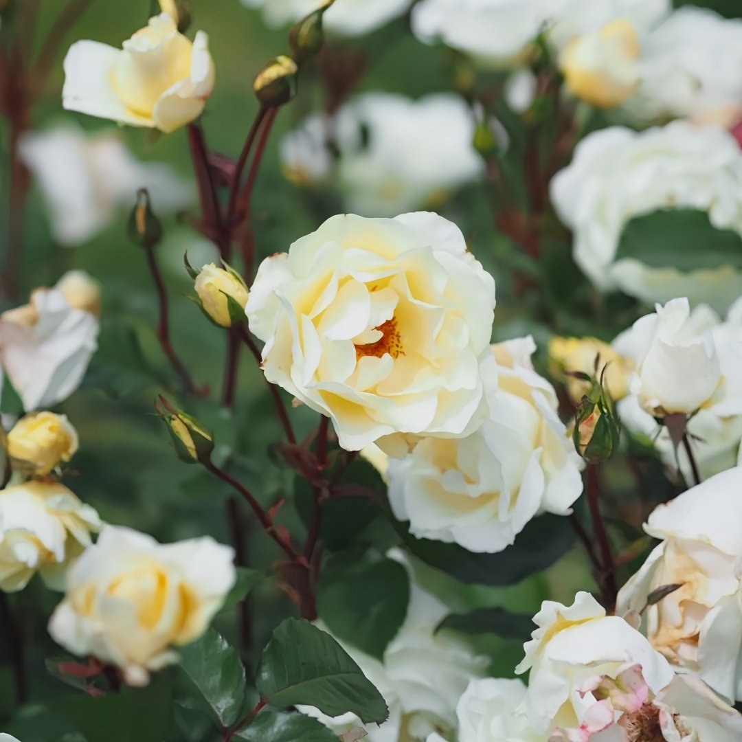 Mentor Rose Plant｜导师之花 image 6