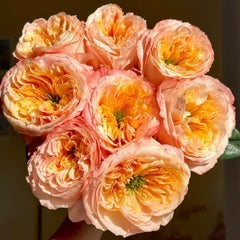 Melon X-Pression Rose Plant|香瓜激情 image 1