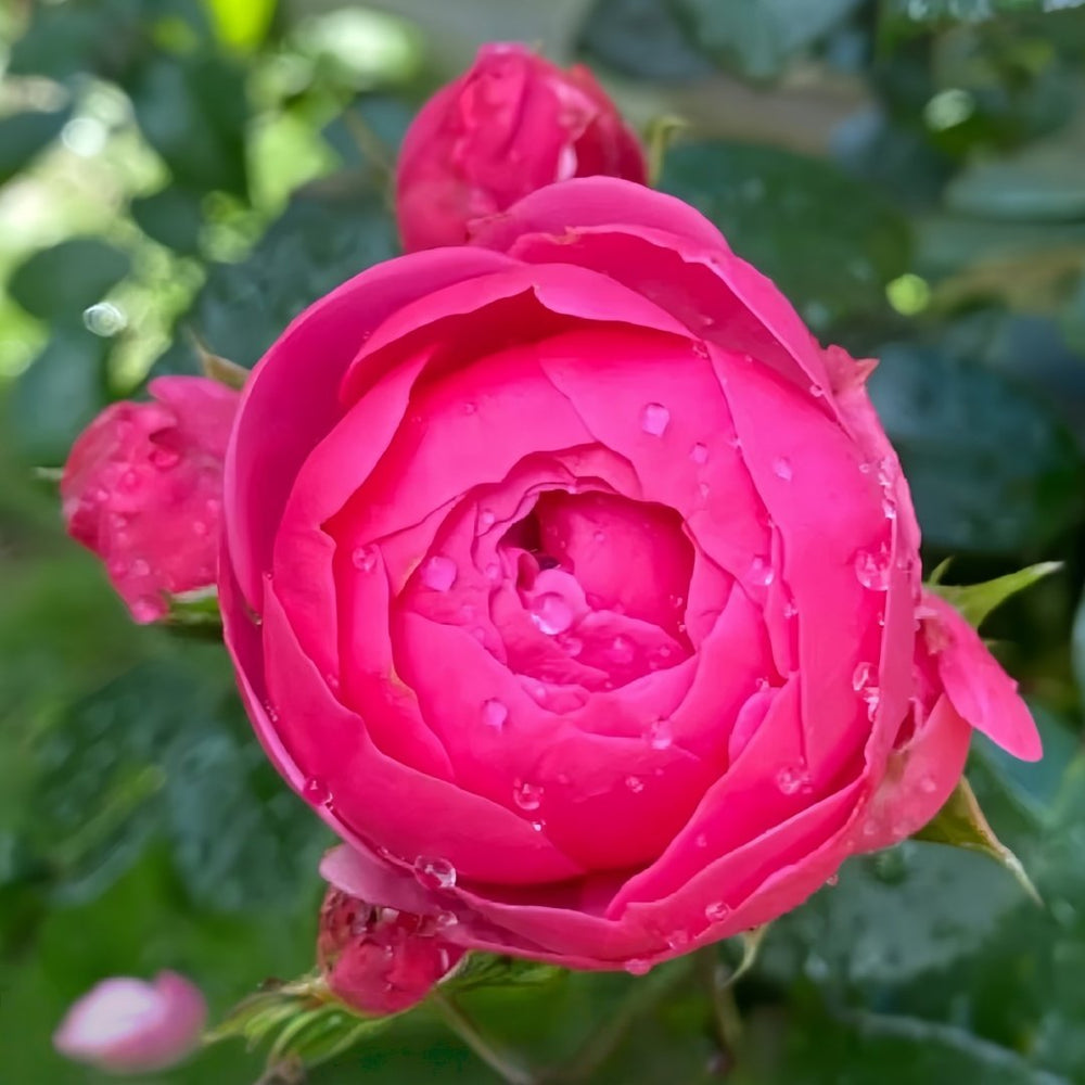 Pomponella Rose Plant|艾拉绒球 image 9