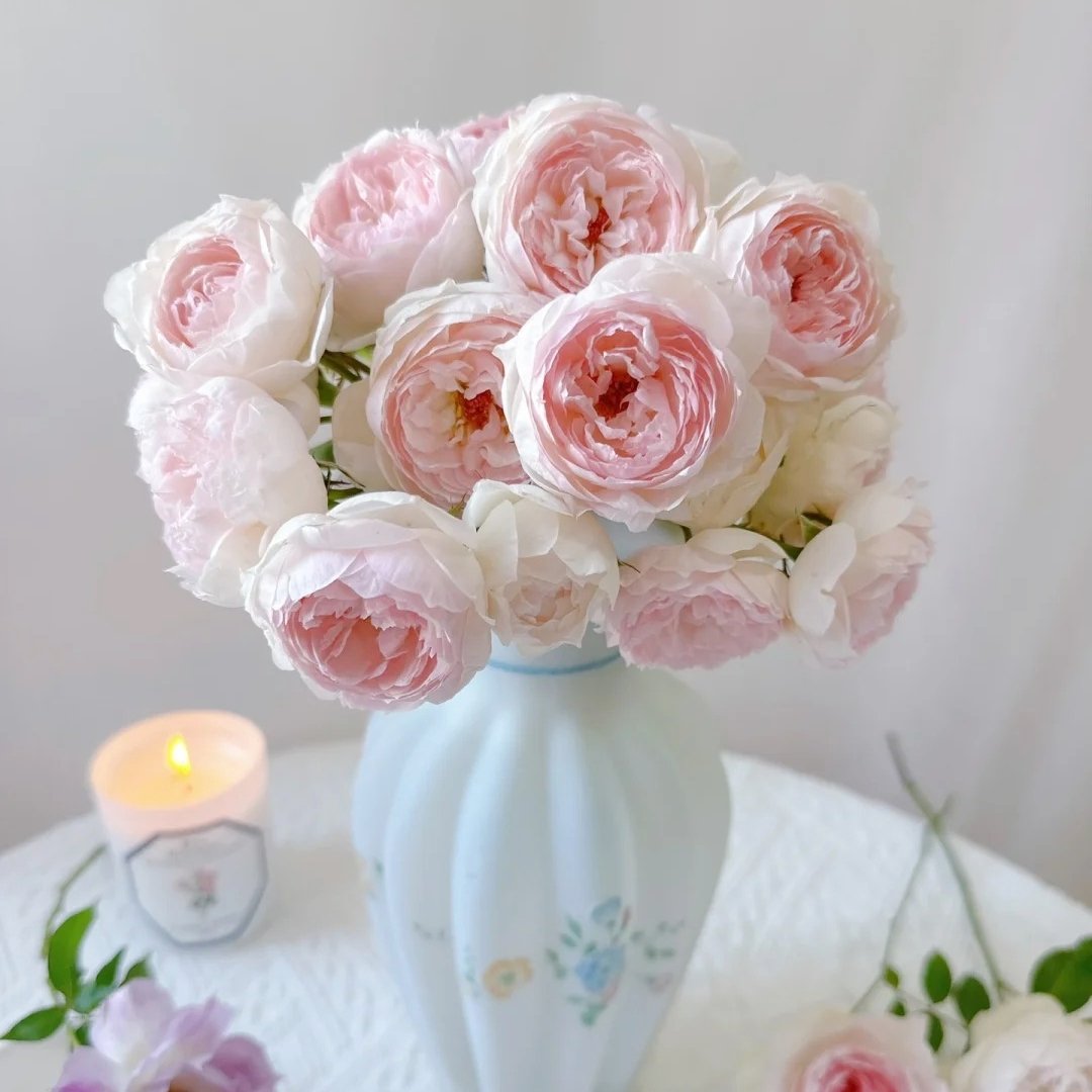 Arietta Rose Plant|小抒情曲 image 1
