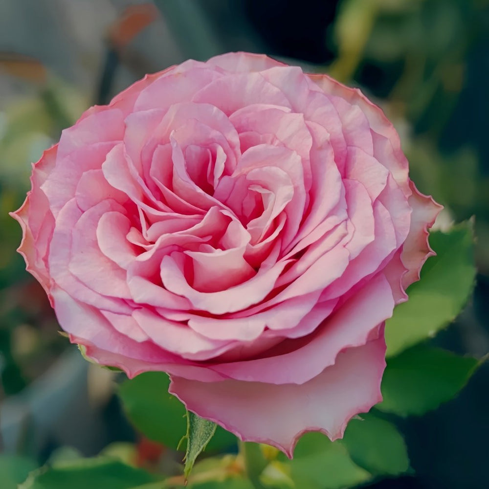 Ginette Rose Plant｜吉内特 image 0