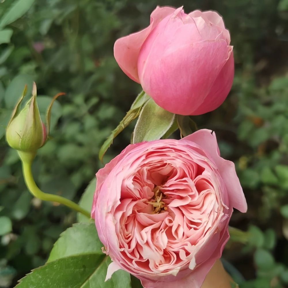 Pin-up Rose Plant|海报画 image 3