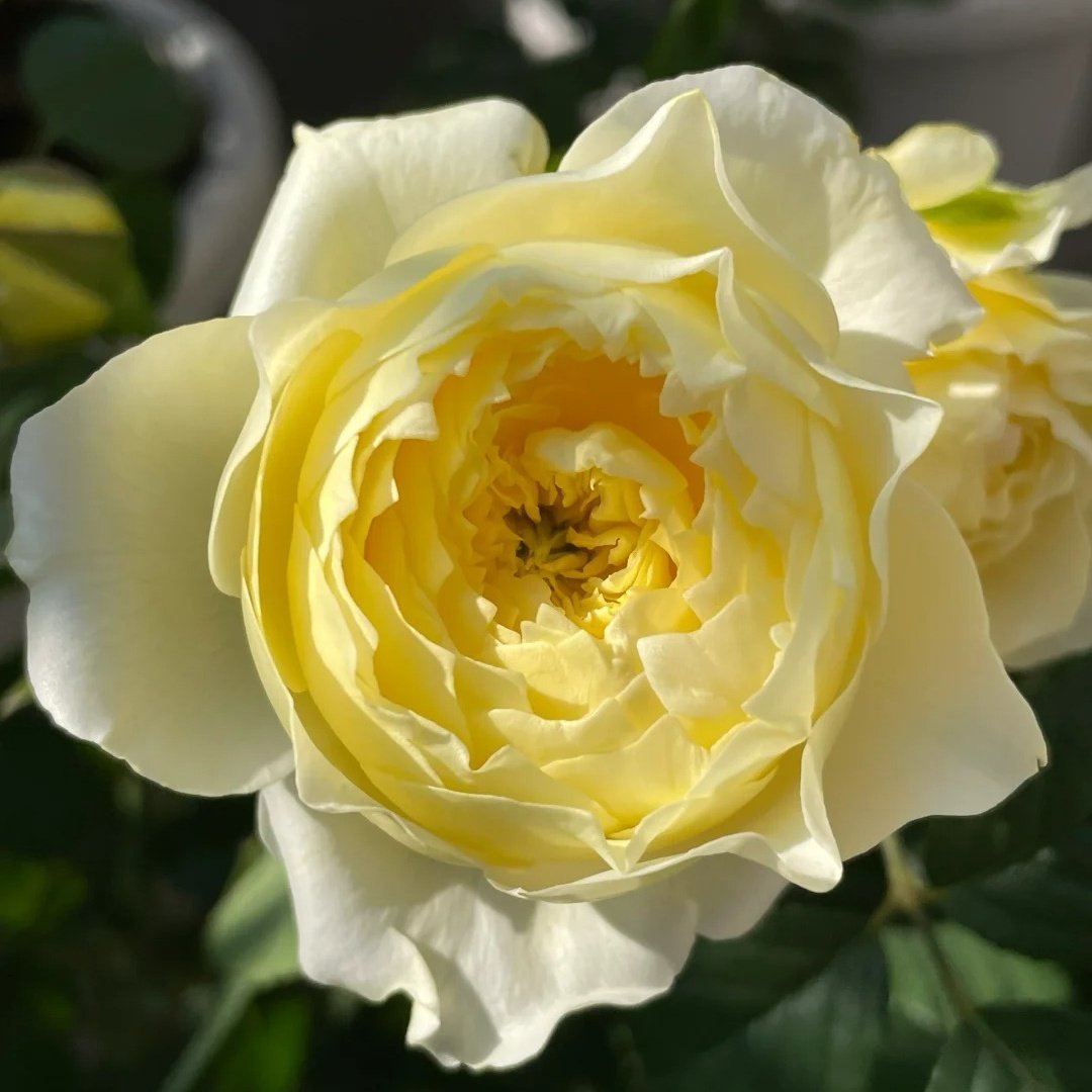 Fuguang Rose Plant | 浮光-Pre-Sales image 4