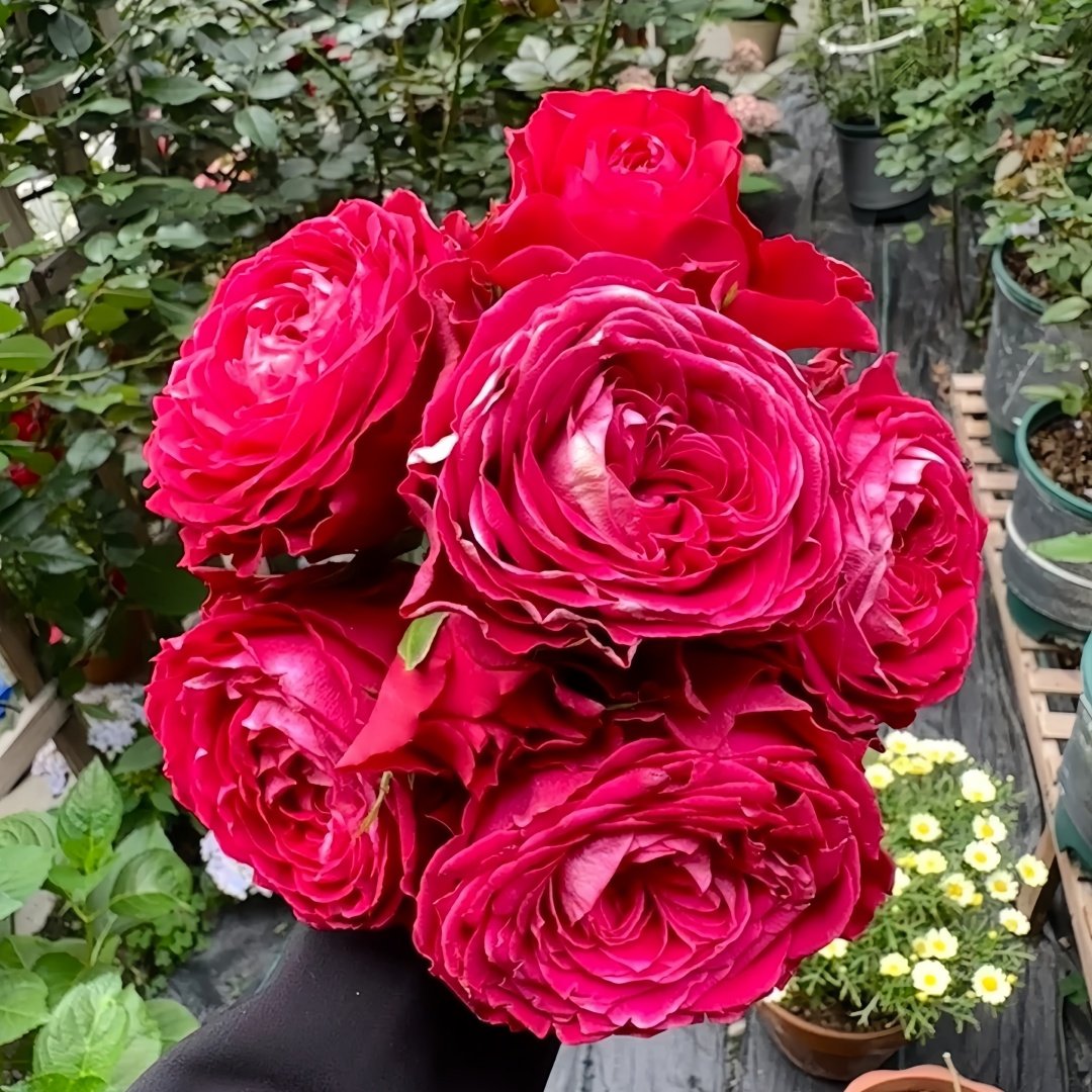 Dracula's Kiss Rose Plant|吸血鬼之吻 image 0