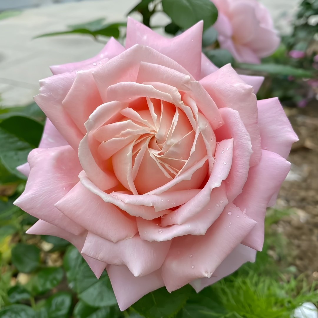 Amazing Grace Rose Plant ｜天赐恩宠 image 6