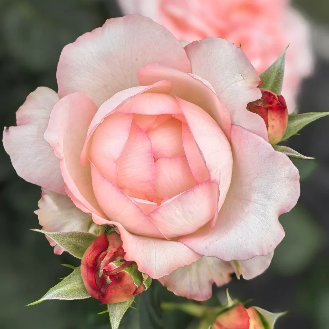 Joyce Rose Plant|乔伊斯 image 3