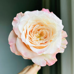 Hazel Rose Plant|赫兹 image 1