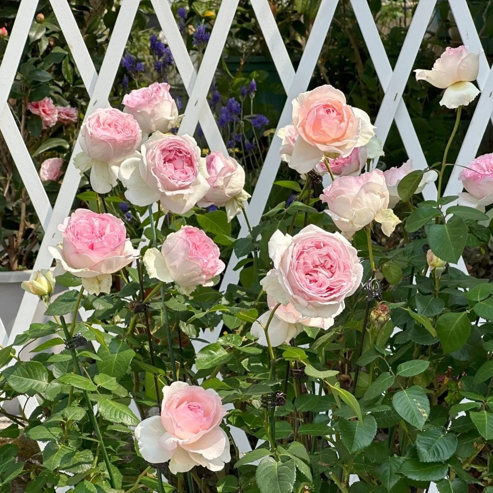 Yves Otome heart Rose Plant|伊芙乙女心 image 9