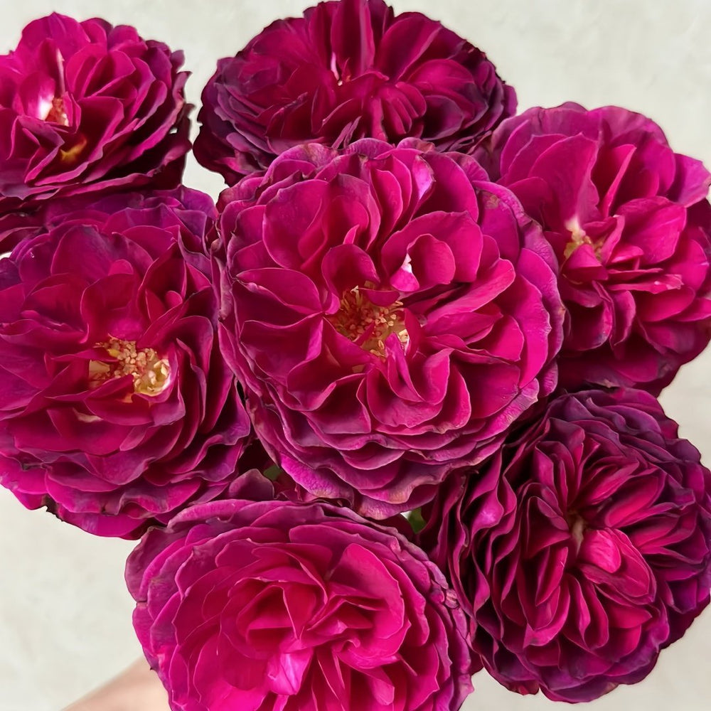 Hiraku Rose Plant｜蓝莓戒指 image 3