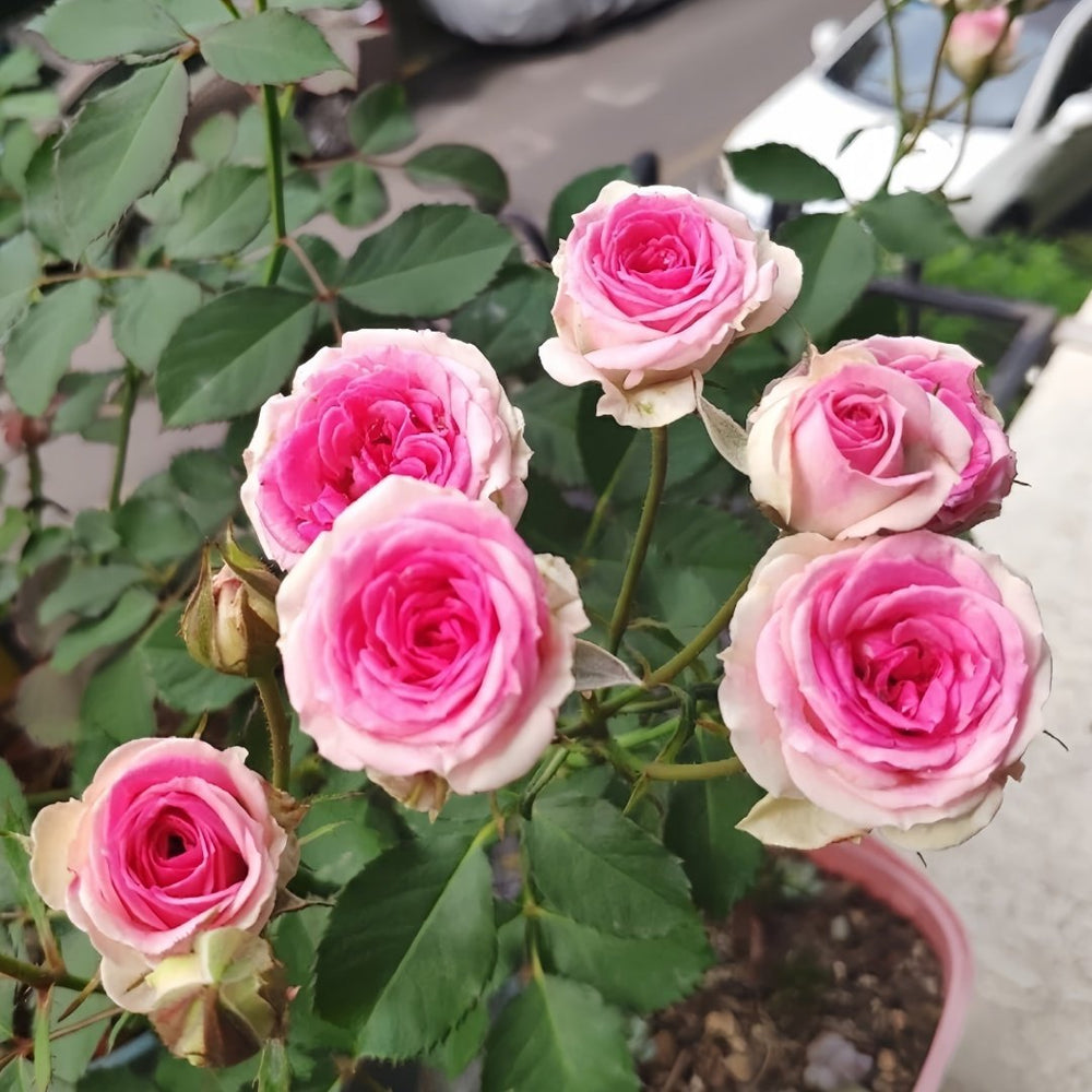 Mimi EdenMeiland Rose Plant|小伊甸园 image 8