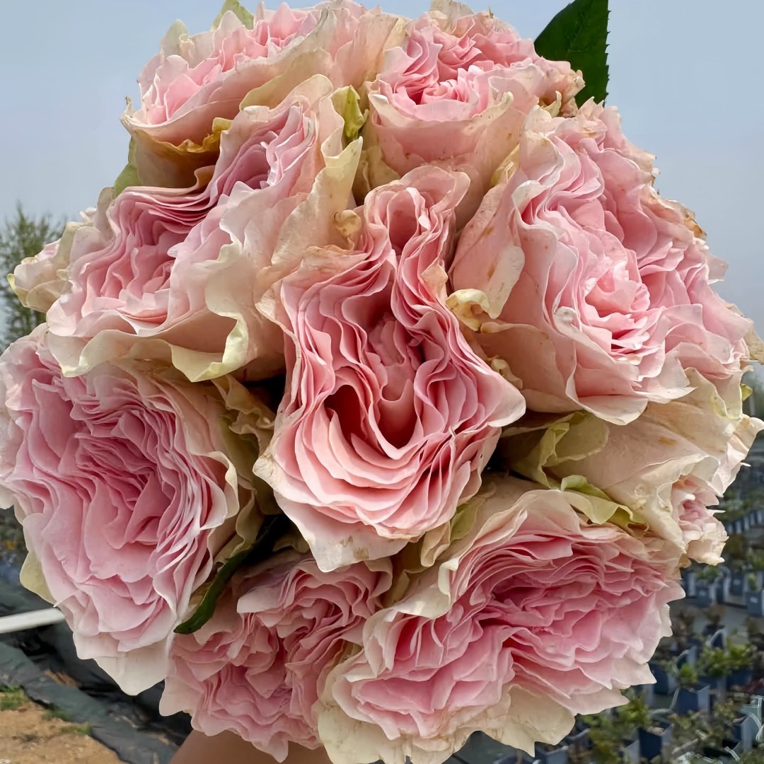 Gossip Girl Rose Plant｜绯闻女孩 image 4