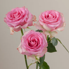 Sweet Unique Rose Plant｜红粉佳人 image 3