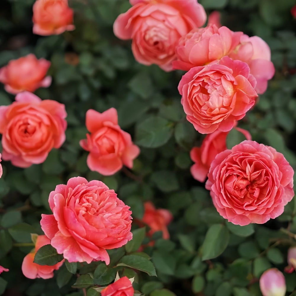 Kaori Kazari Rose Plant|香织装饰 image 9