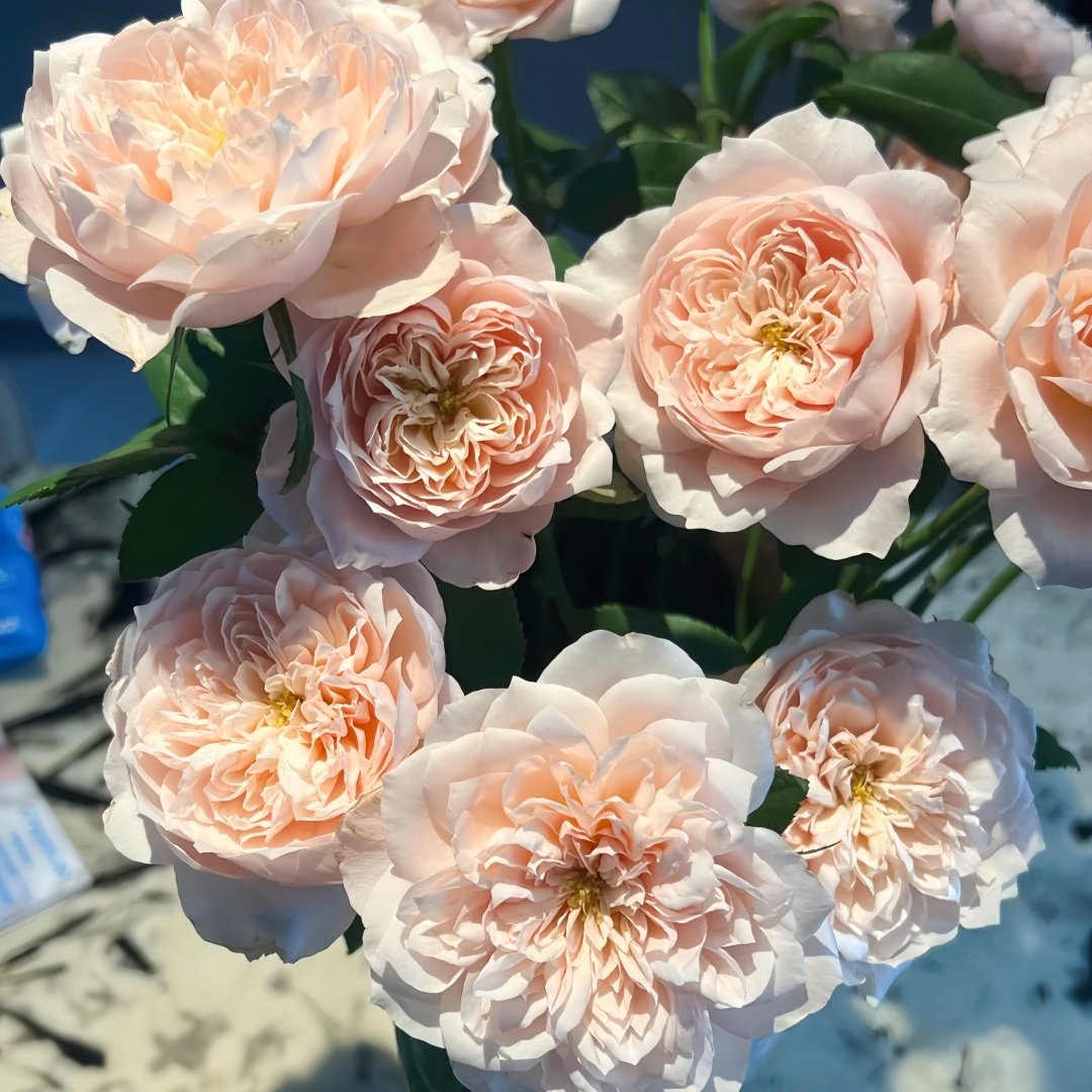 Solahana Rose Plant|天空 image 7