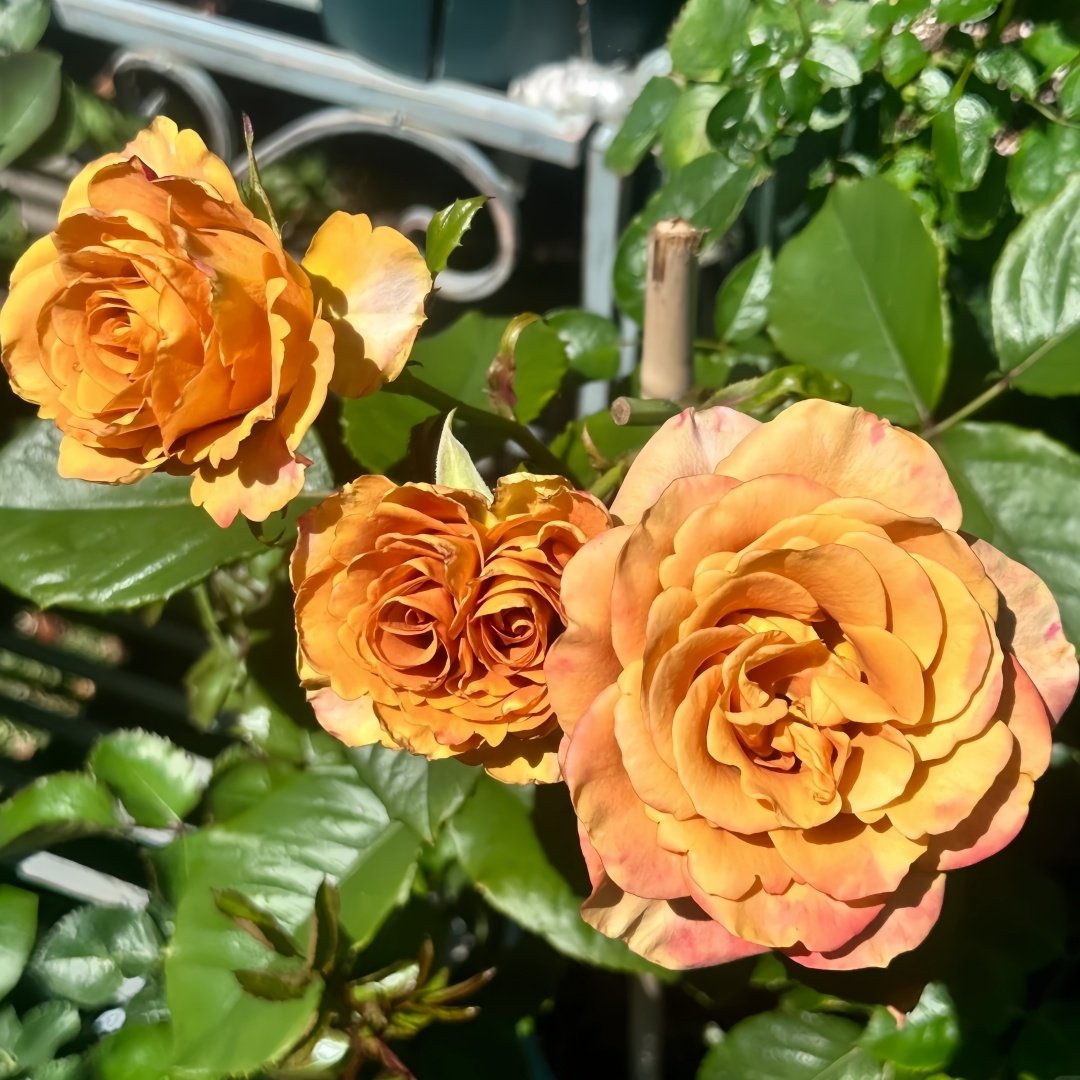 Symbol Rose Plant｜标志 image 8