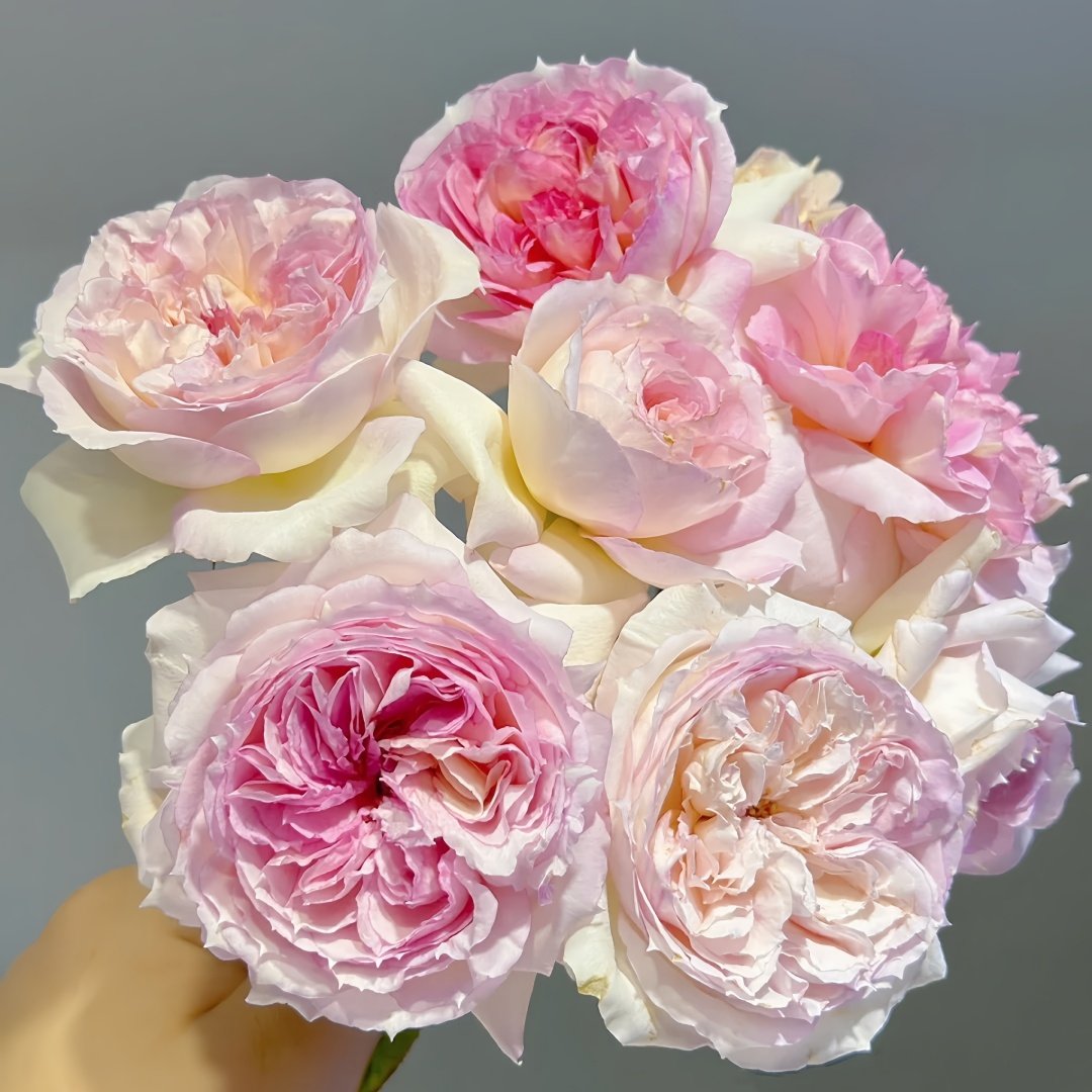 Traumerei Rose Plant | 梦幻曲 image 7