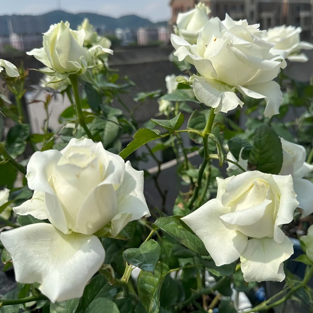 White Chocolate Rose Plant|白巧克力 image 6