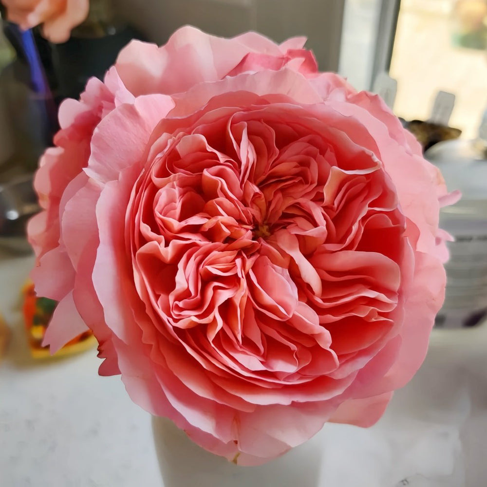 Pheobe Rose Plant| 菲比 image 8