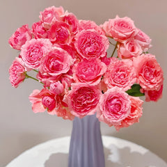Corail Gelee Rose Plant｜珊瑚果冻 image 0