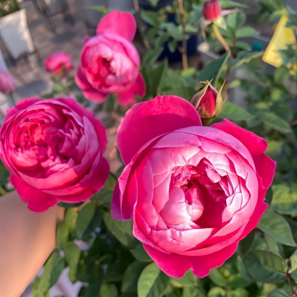 Accademia Rose Plant｜阿卡德米亚 image 6