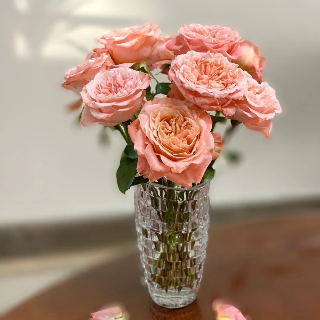 Peach Funky Rose Plant | 方可桃 image 4