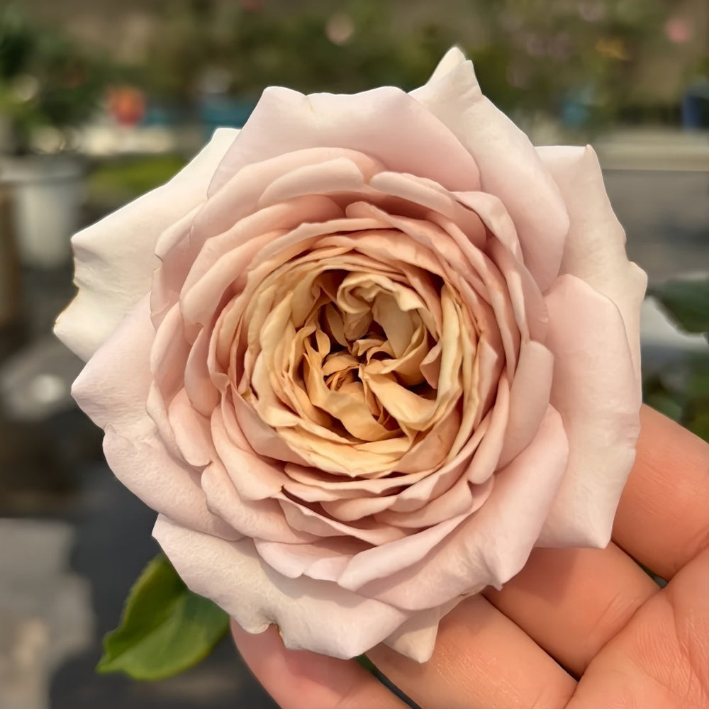 Charity Towa Rose Plant | 今井慈善 image 1